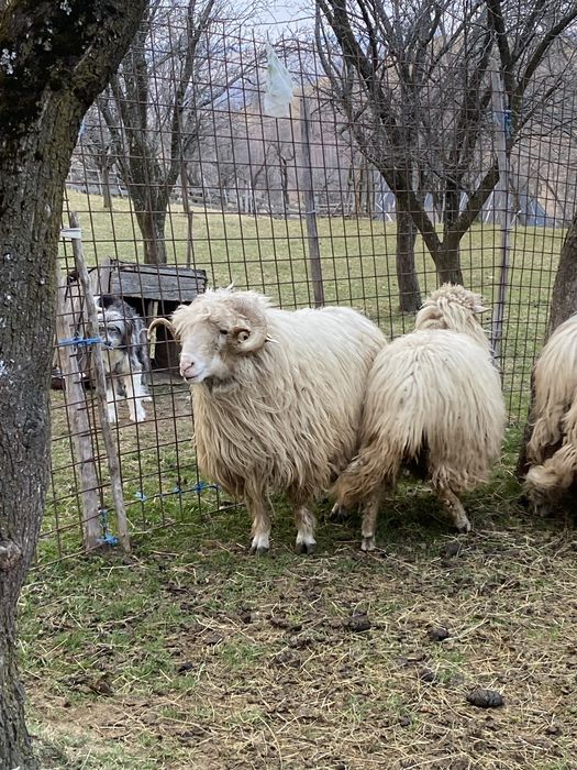 Berbecii bali de la sugag