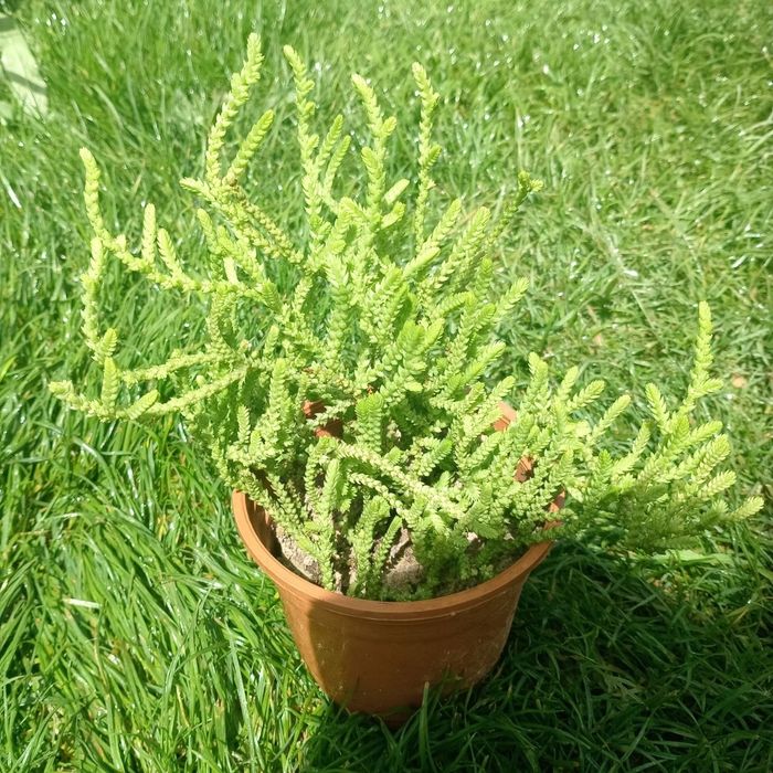 Крассула мускоза (Crassula muscosa)