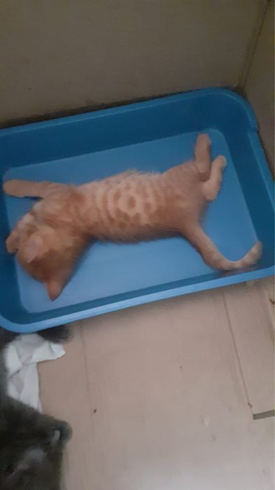 отдам котят Бесплатно