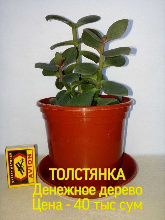 Комнатные цветы .