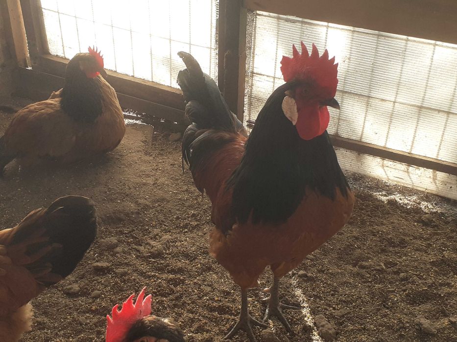 Oua de incubat Vorwerk