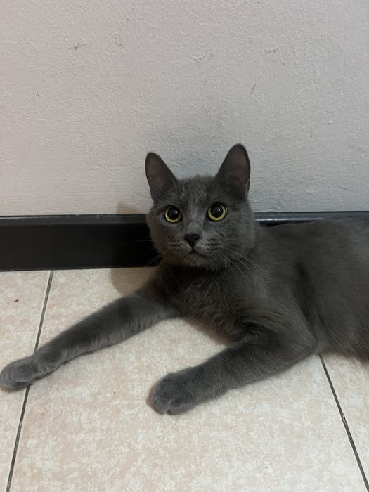 Отдам в хорошие руки кота