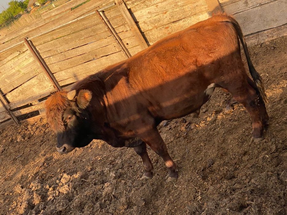 Продам оптом 8 галов крс