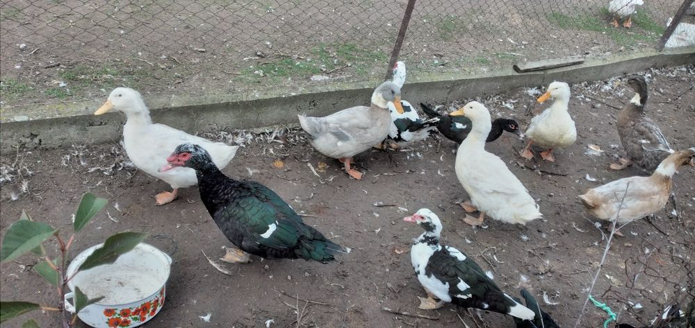 Vând rate mute și gălăgioase