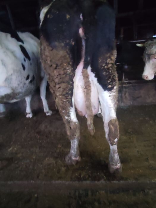 Vand vaci gestante si cu lapte