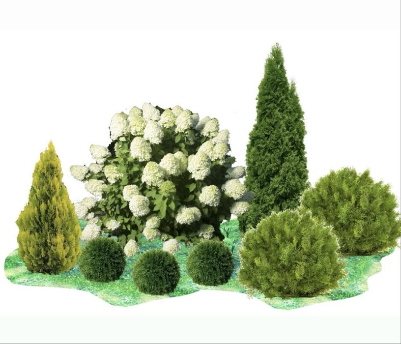 Елки туи озеленение участка