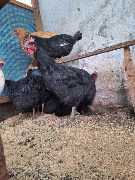 Xoroz tovuq jojala sotiladi