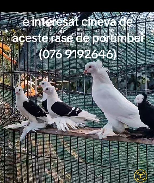 Porumbei uriași maghiari