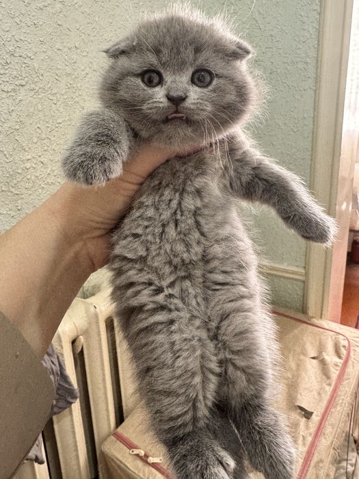 Продаются скоттиш фолд