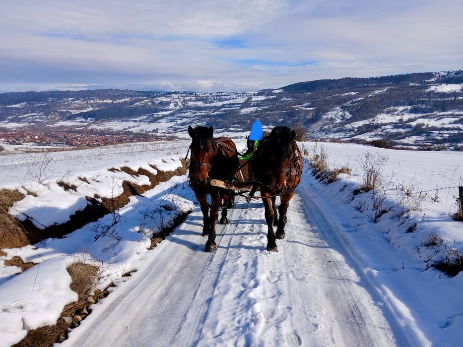 Vând o pereche de cai murg
