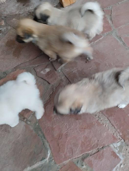 Щенки звонок месечные