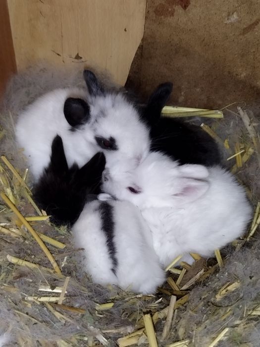 Кролики декоративные