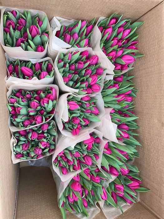 Тюльпаны к 8 марта! Самые низкие цены в городе!