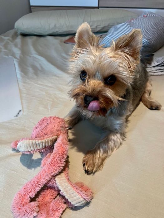 Cazare cu iubire pentru catei - Petsitter