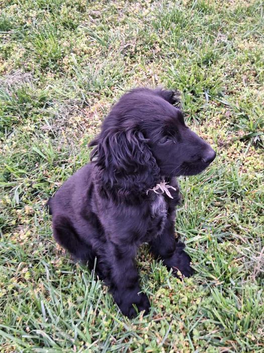 Продава се кокер шпаньол