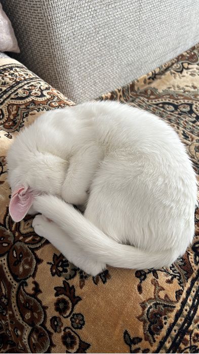 Отдам в хорошие руки