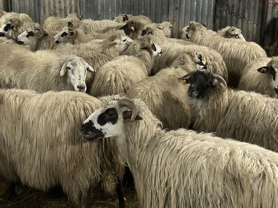 Vand 150 de oi . Oile fată