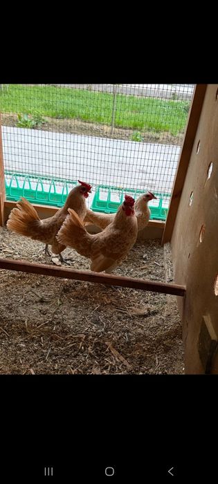 Японча Сибрайтлар