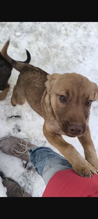Девочка 4 месяца в добрые руки НЕ на цепь