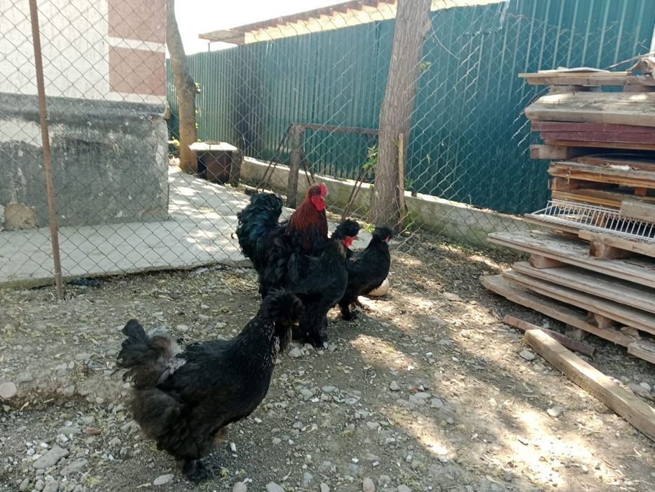 Продаётся семейка брамы