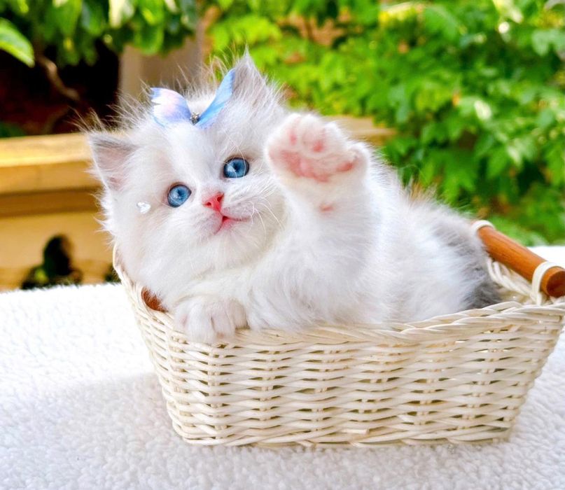 Регдоллы самые лучшые