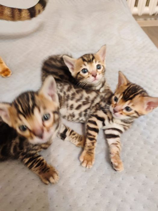 Бенгальские котята