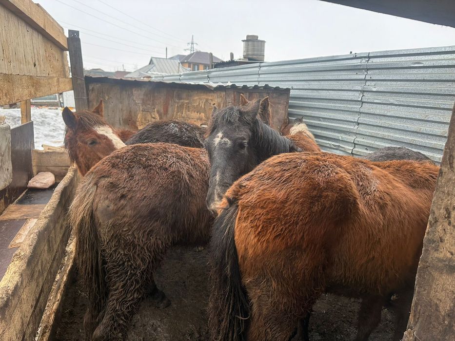 Продам тайлар жемде тұр