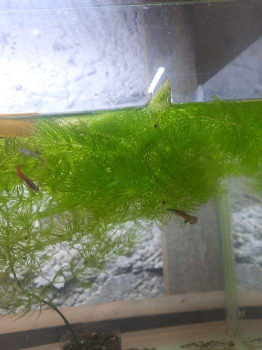 Аквариумные растения