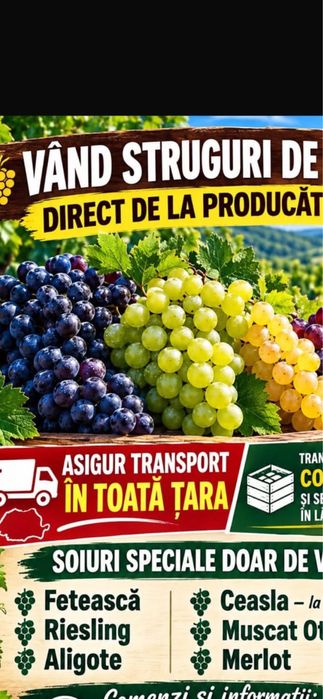 Struguri de vin productie 2026