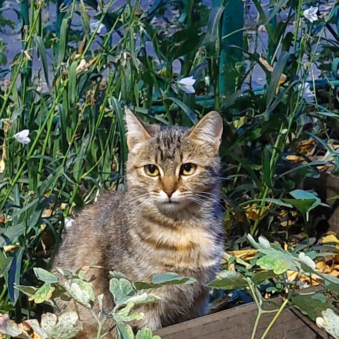 Отдадим в хорошие руки