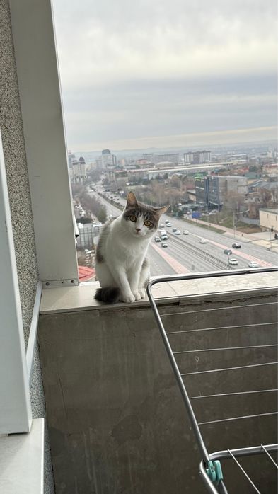 Кошка домашняя без породы