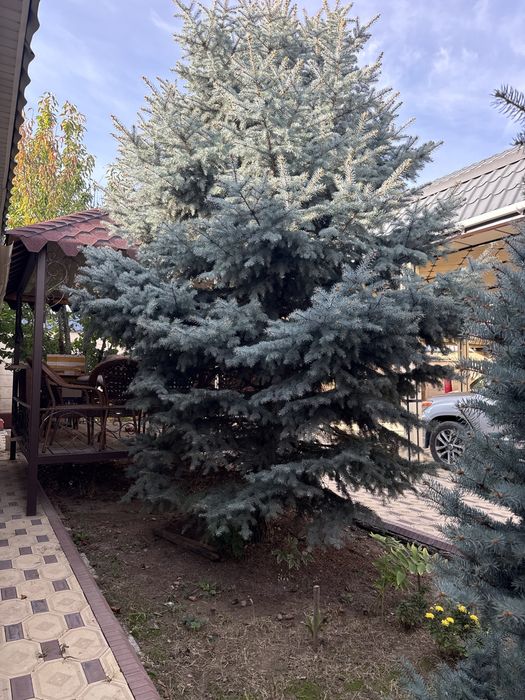 Голубая Ель  20 летние