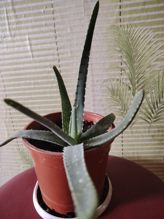 Комнатные цветы для дома