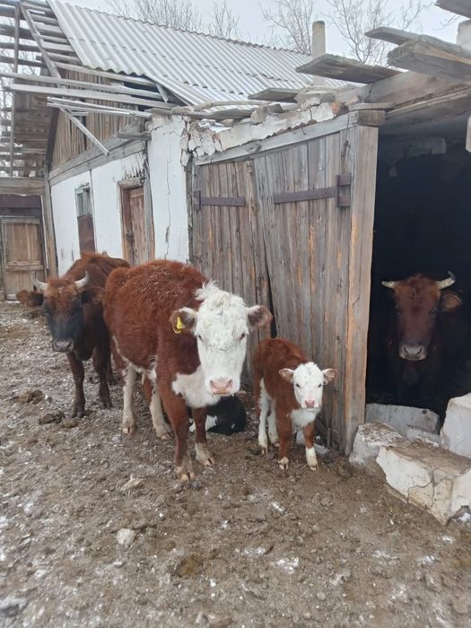 Продам крс с телеком