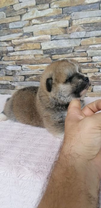 Akita Inu cu pedigree