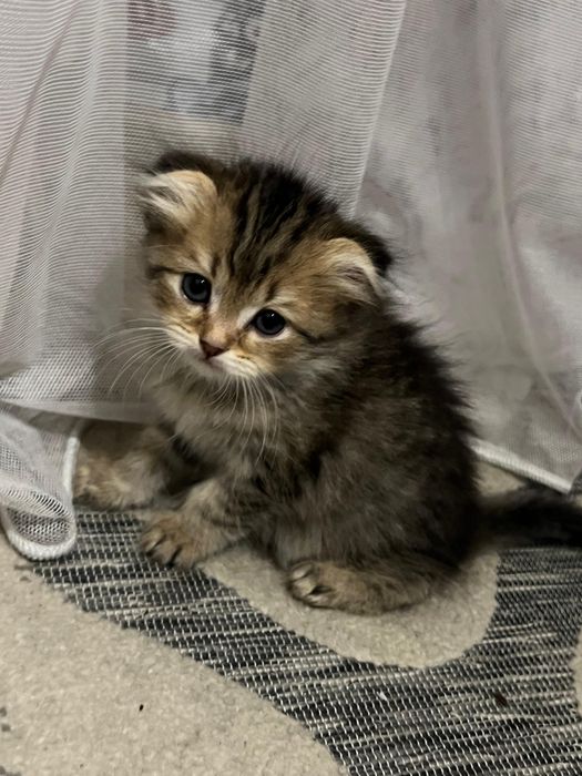 Котята в хорошие добрые руки