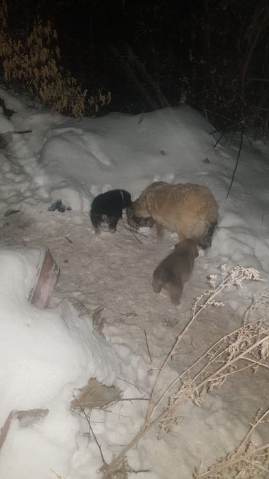 Отдам даром щенков