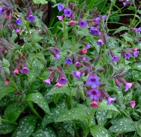 Хрян,Хоста, Еуфорбия, Медуница, Гарванов лук,  Астра, Манголд...