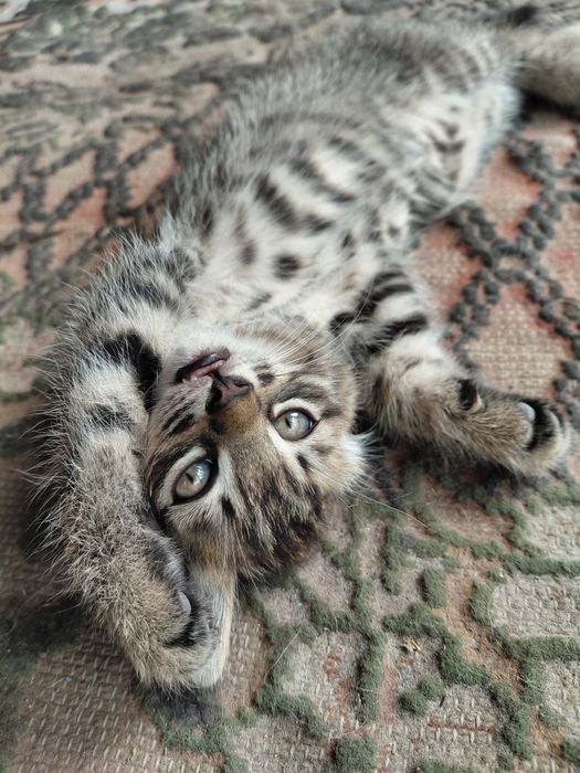 Котик домашний.  Полосатый