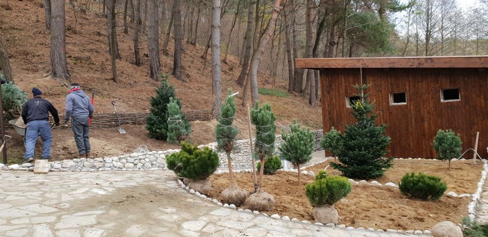 Vindem tuia smaragd de mai multe dimensiuni