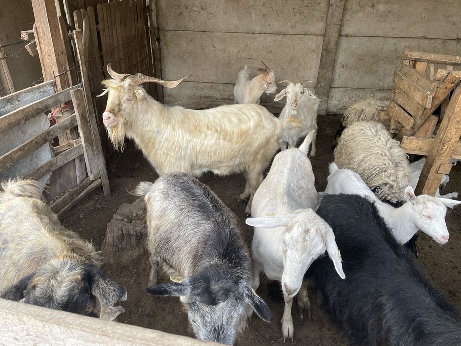 Capre și țapi de vânzare
