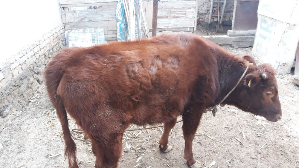 Qashar satiladi semiz