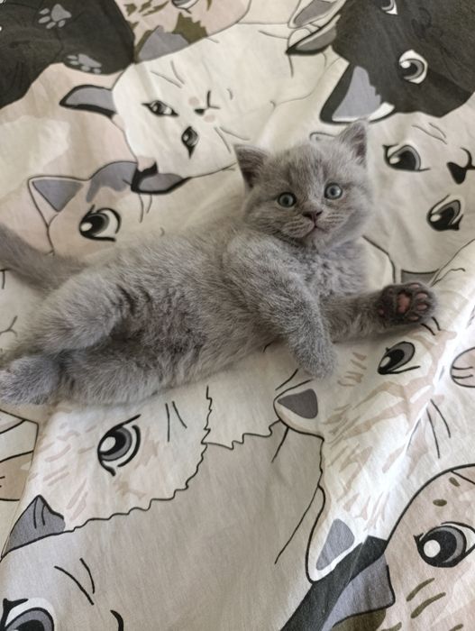 Продаются котята от правильной вязки
