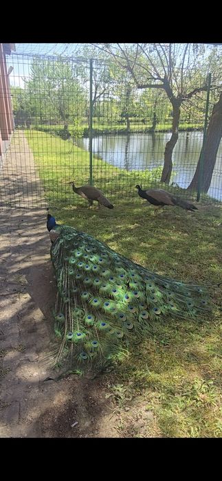 VÂND PĂUNI , în pereche