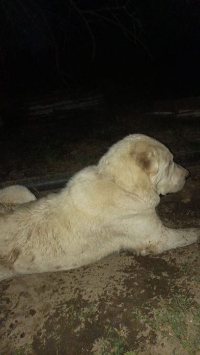 Алабай ит сатылады 1,5 жасар