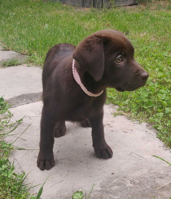 Pui labrador ciocolatiu de 10 săptămâni