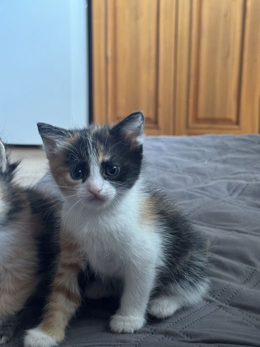 Класическо персийско коте