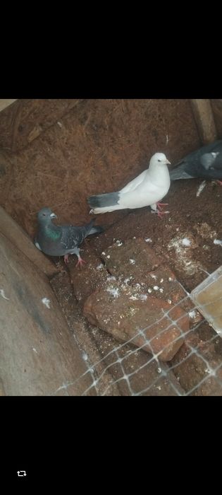 Porumbei  de vânzare