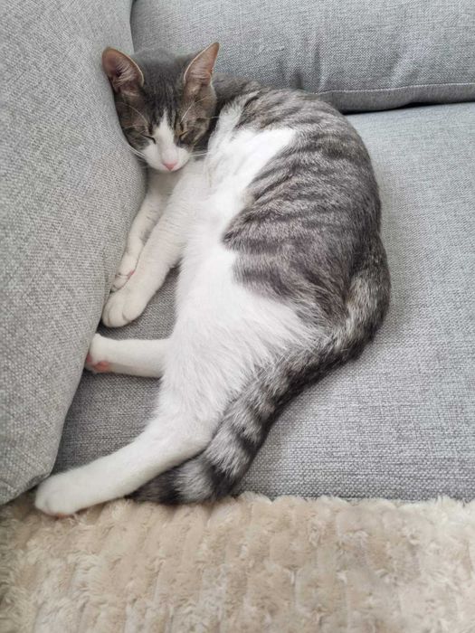 Търси се дом за млад и енергичен котарак