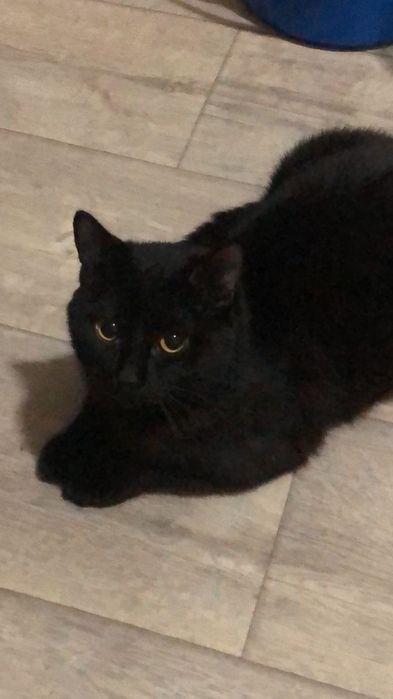 Отдам в хорошие руки мальчик